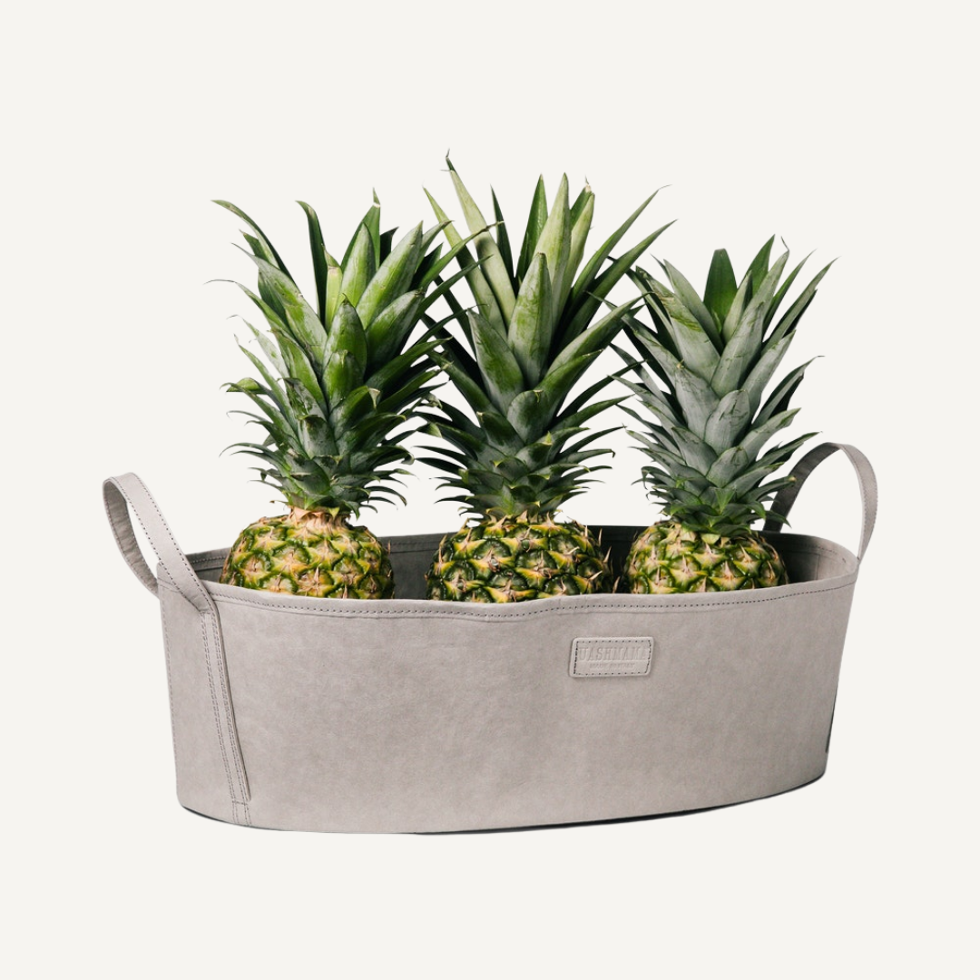 Catino Basket w/ Handles