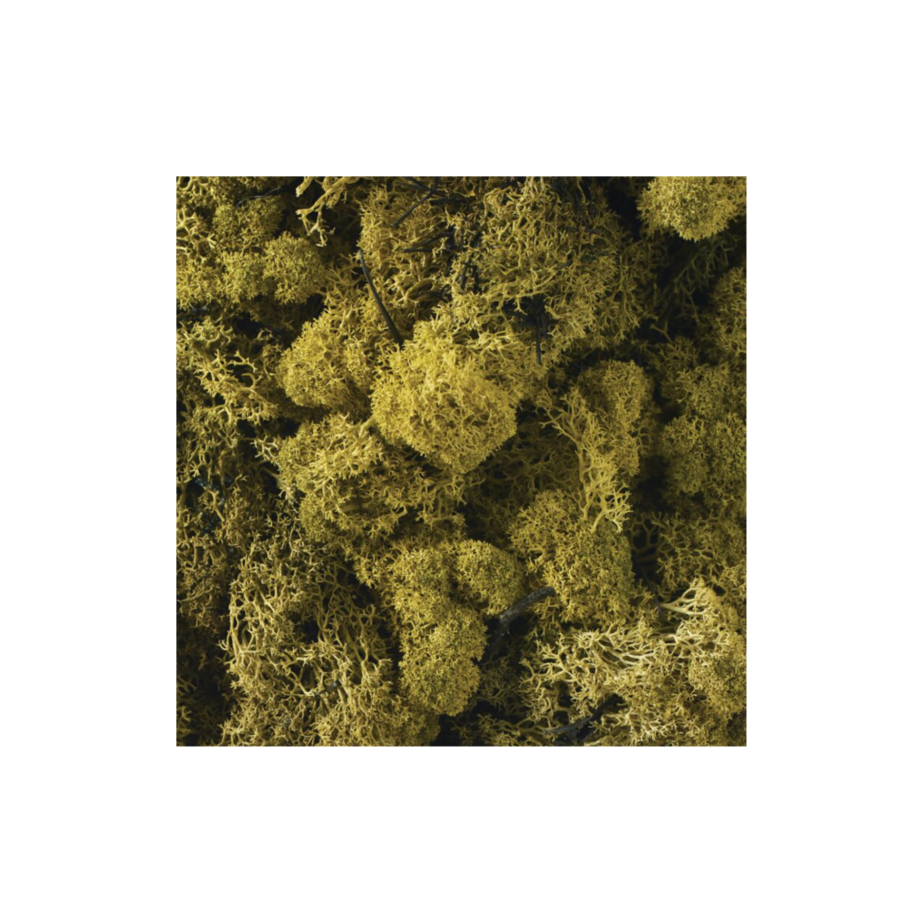 Reindeer Moss - Green