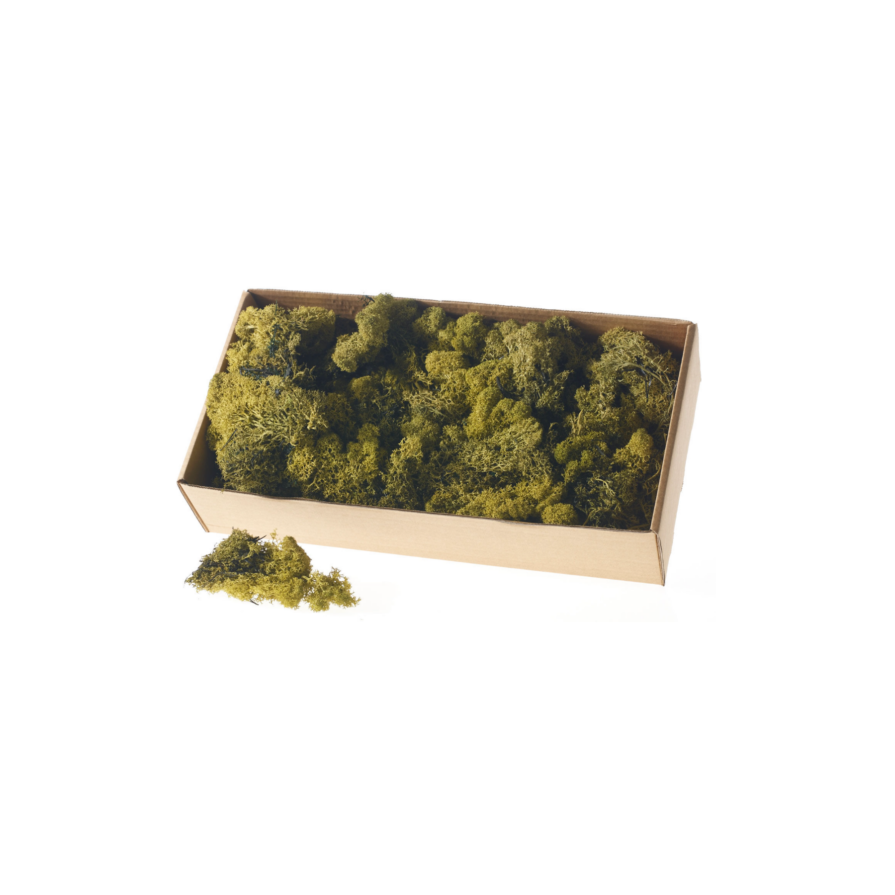 Reindeer Moss - Green